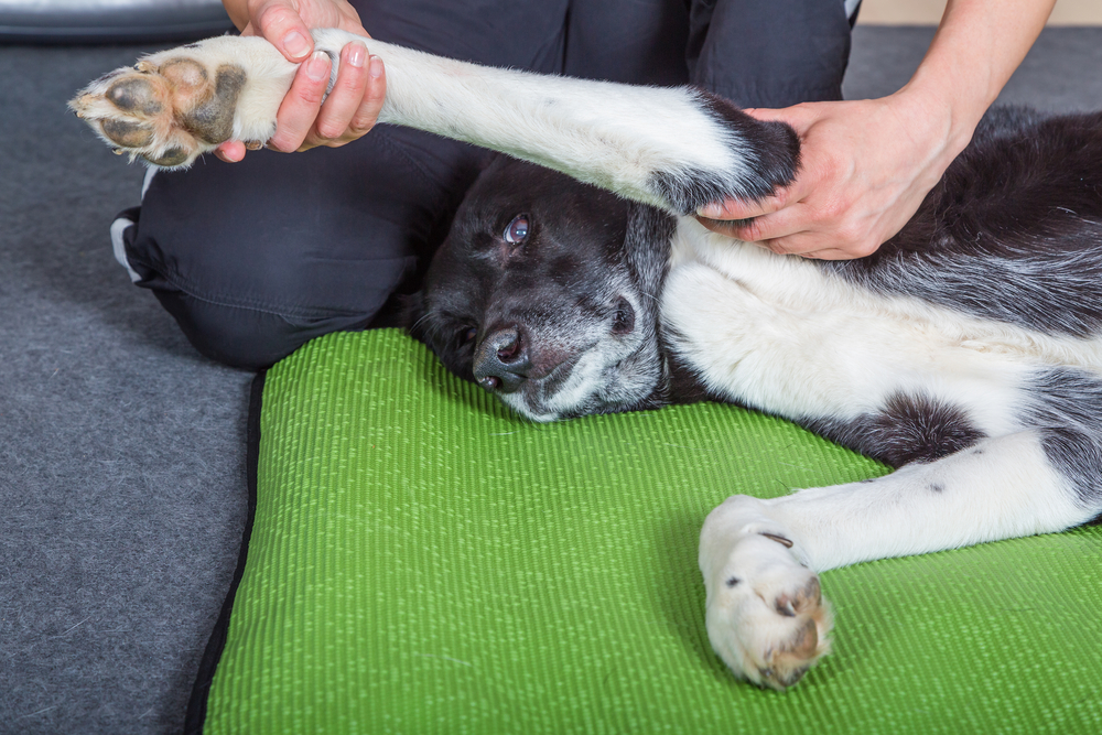 Canine Physical Rehabilitation Can Improve Recovery After Surgery