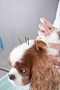 Acupuncture for pets